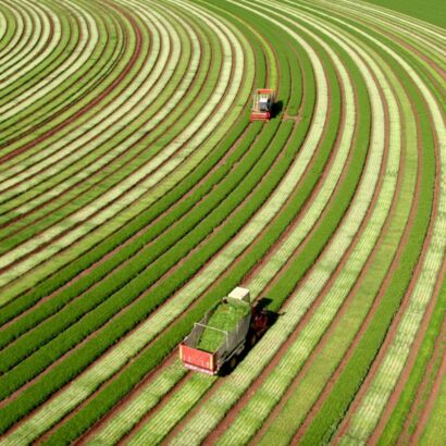 Harvesting Parsley