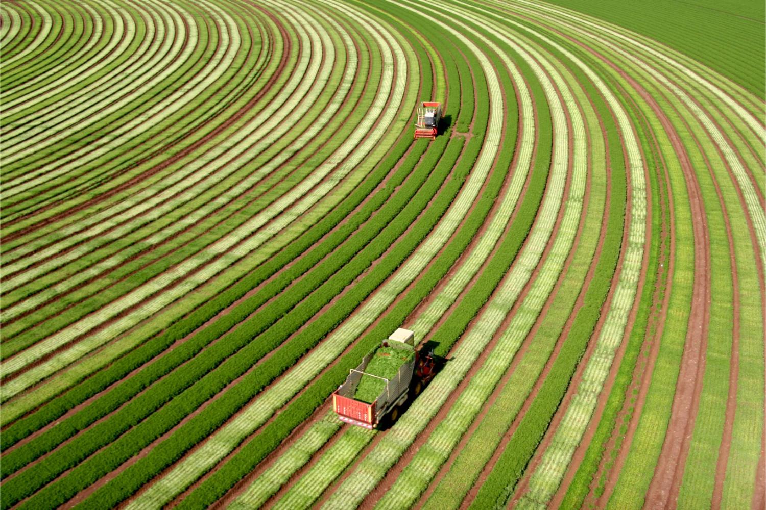 Harvesting Parsley