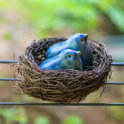 Pair of blue birds sharing a nest