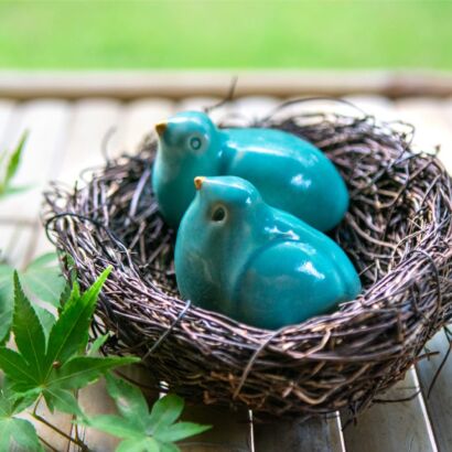 Pair of turquoise birds sharing a nest