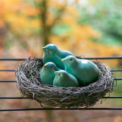 Family of turquoise birds in a nest