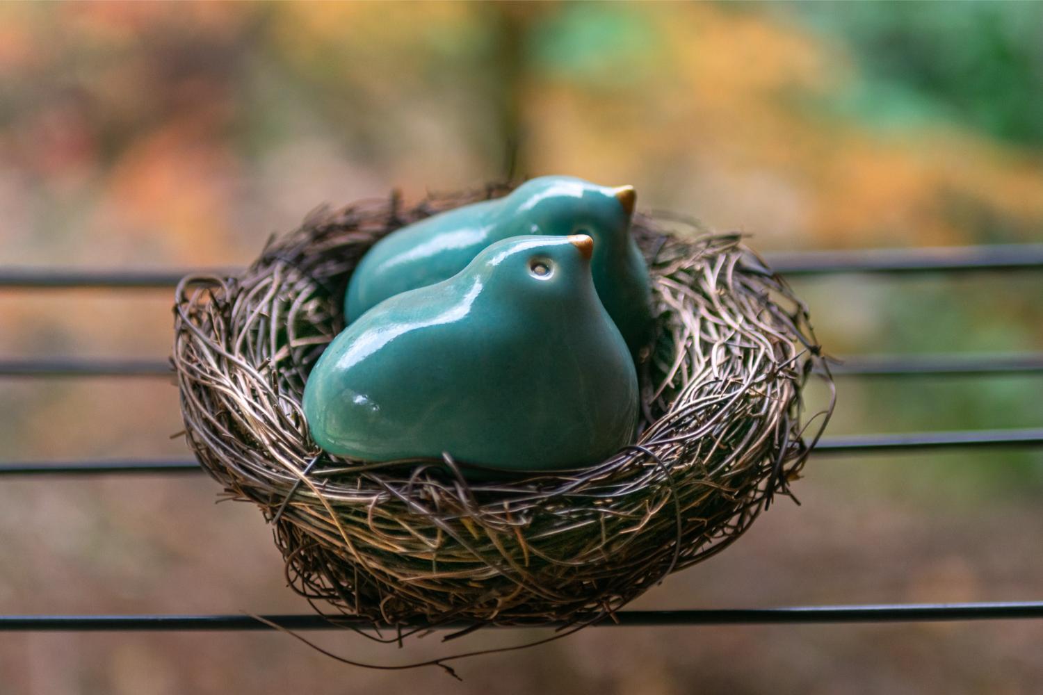 Pair of turquoise birds in a nest
