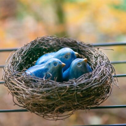 Three blue birds in a nest