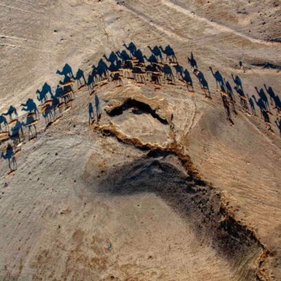 Herd of camels at the Yehuda desert