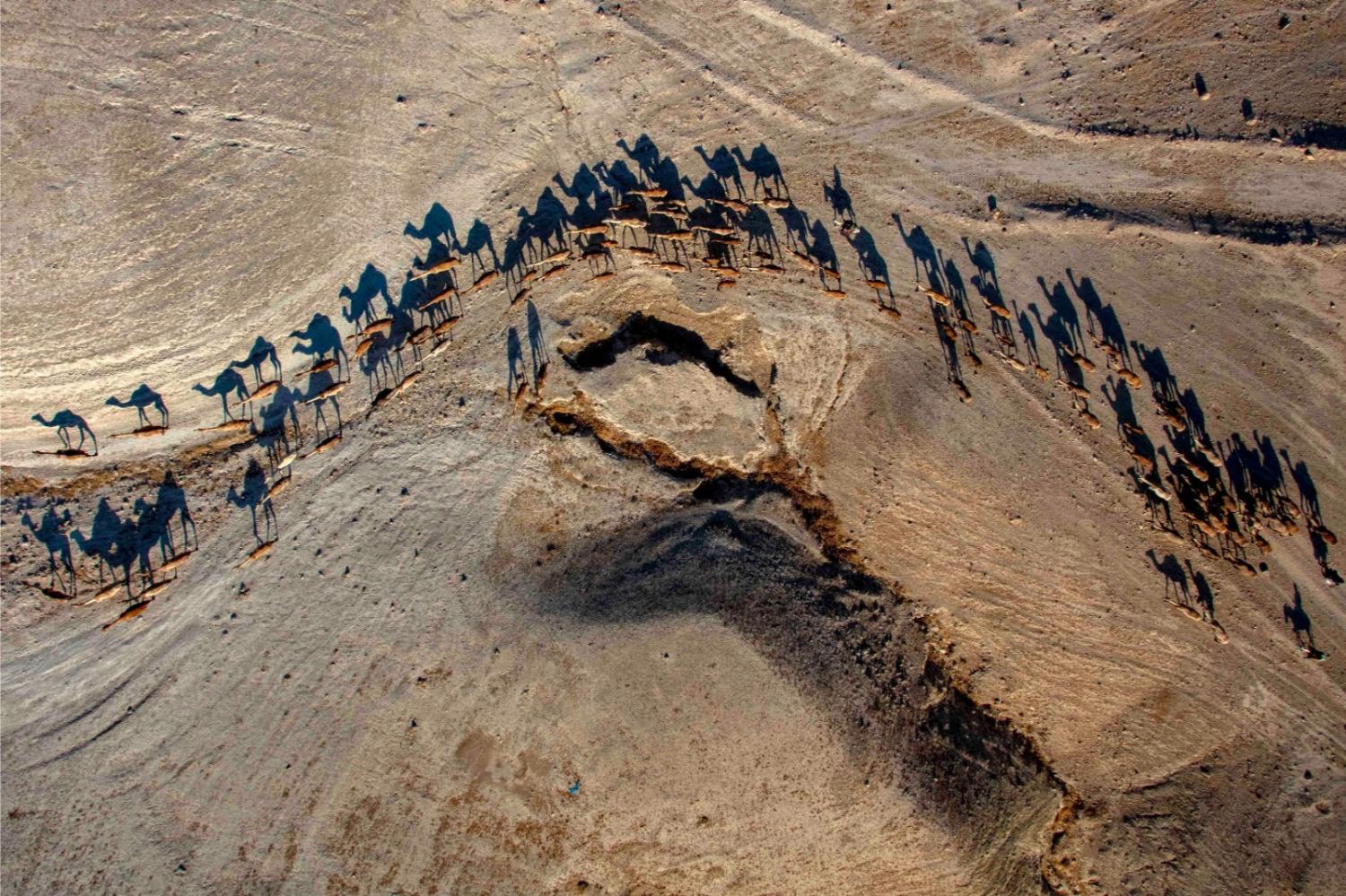 Herd of camels at the Yehuda desert