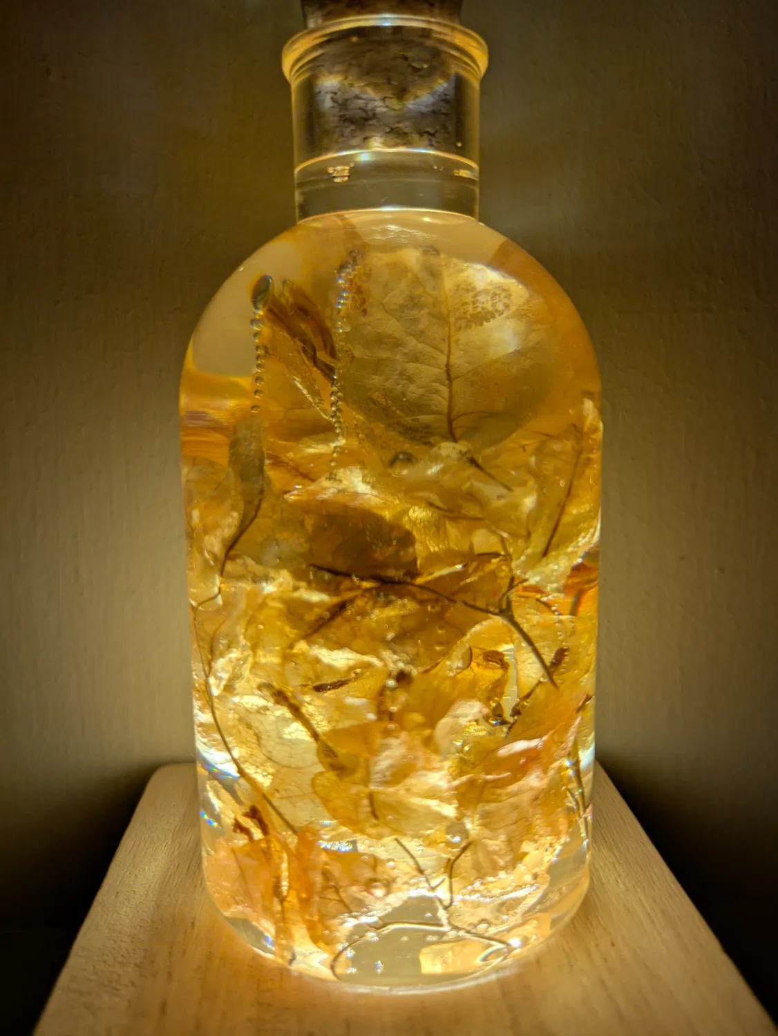 Orange Bougainvillea - Image 2